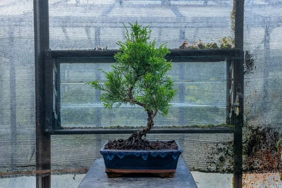 Réalisez votre bonsaï avec Tanguy - Afbeelding nr. 1 - Wecandoo