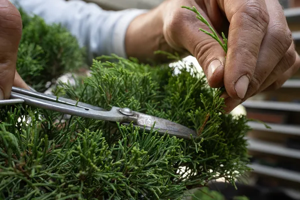 Réalisez votre bonsaï avec Tanguy - Afbeelding nr. 2 - Wecandoo