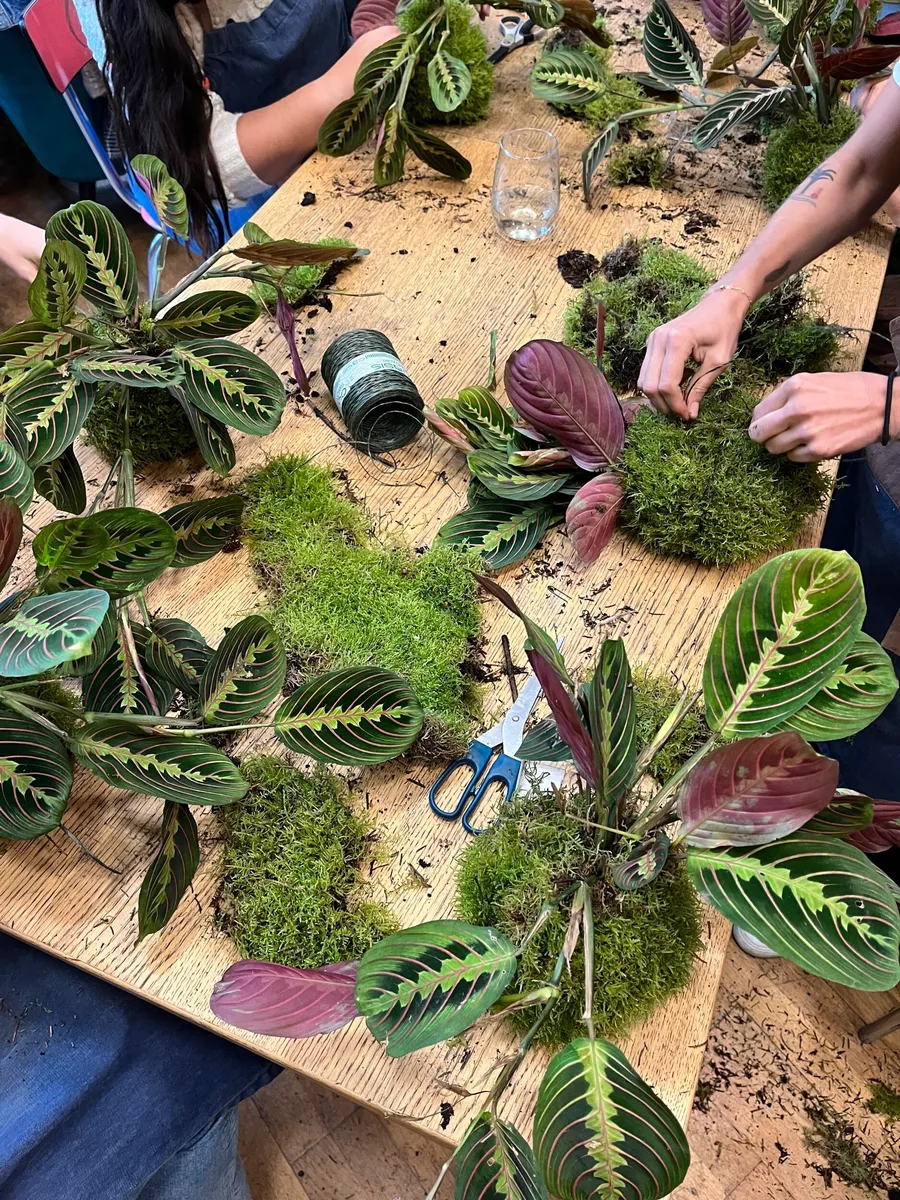 Créez votre kokedama XL - Image n°1 - Wecandoo