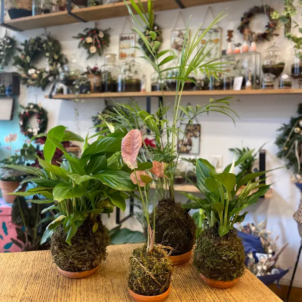 Créez votre kokedama XL - Image n°4 - Wecandoo