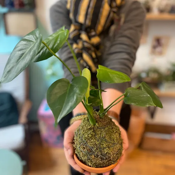 Créez votre kokedama XL - Image n°2 - Wecandoo