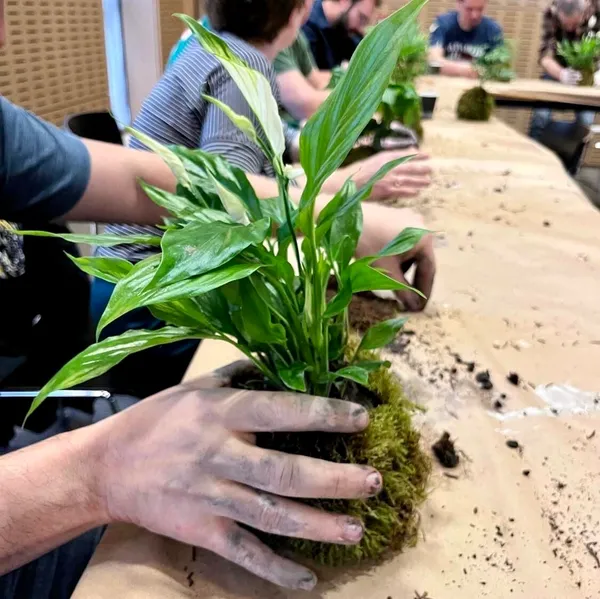 Rassembler votre équipe et créez vos kokedamas - Image n°3 - Wecandoo