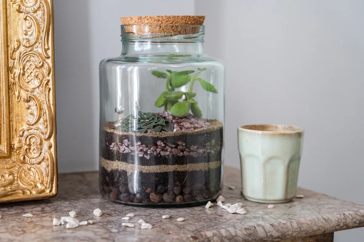 Réalisez votre terrarium en groupe