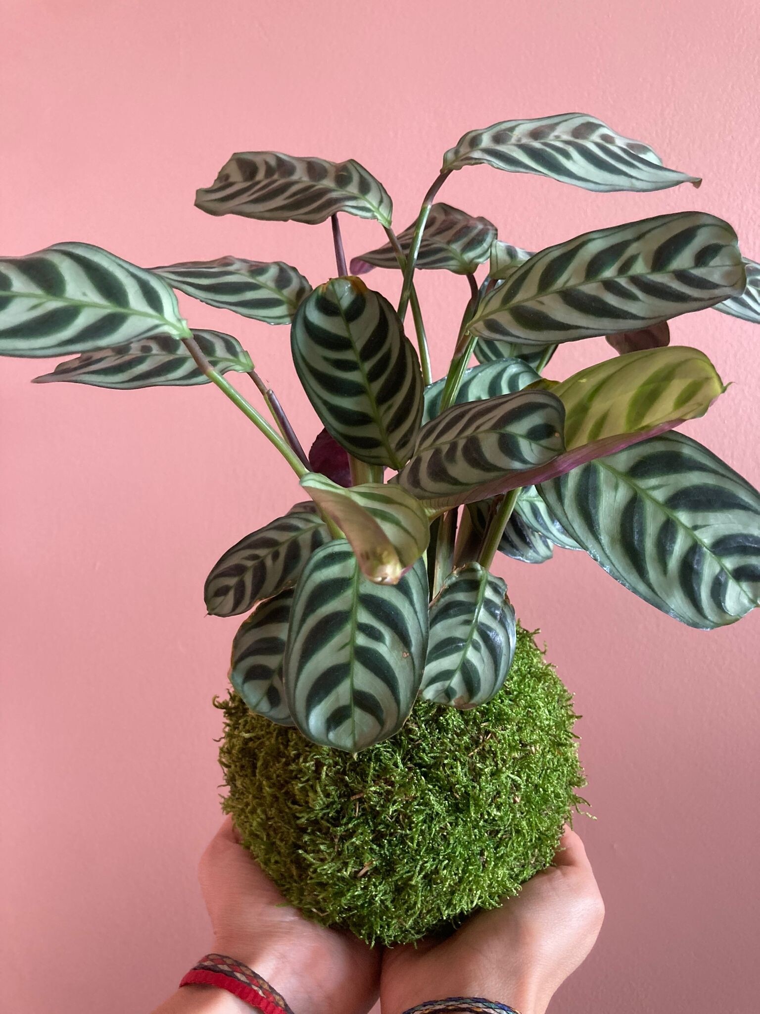 Wecandoo - Créez un kokedama avec Lina
