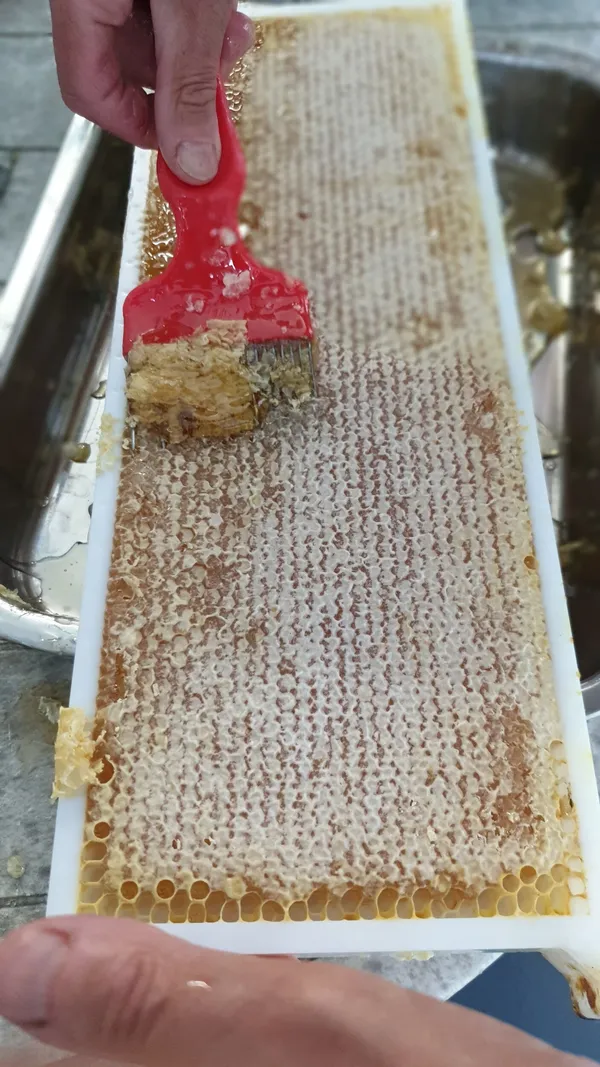 Rassemblez votre équipe pour une immersion virtuelle au coeur d'une ruche avec Sébastien - Afbeelding nr. 3 - Wecandoo