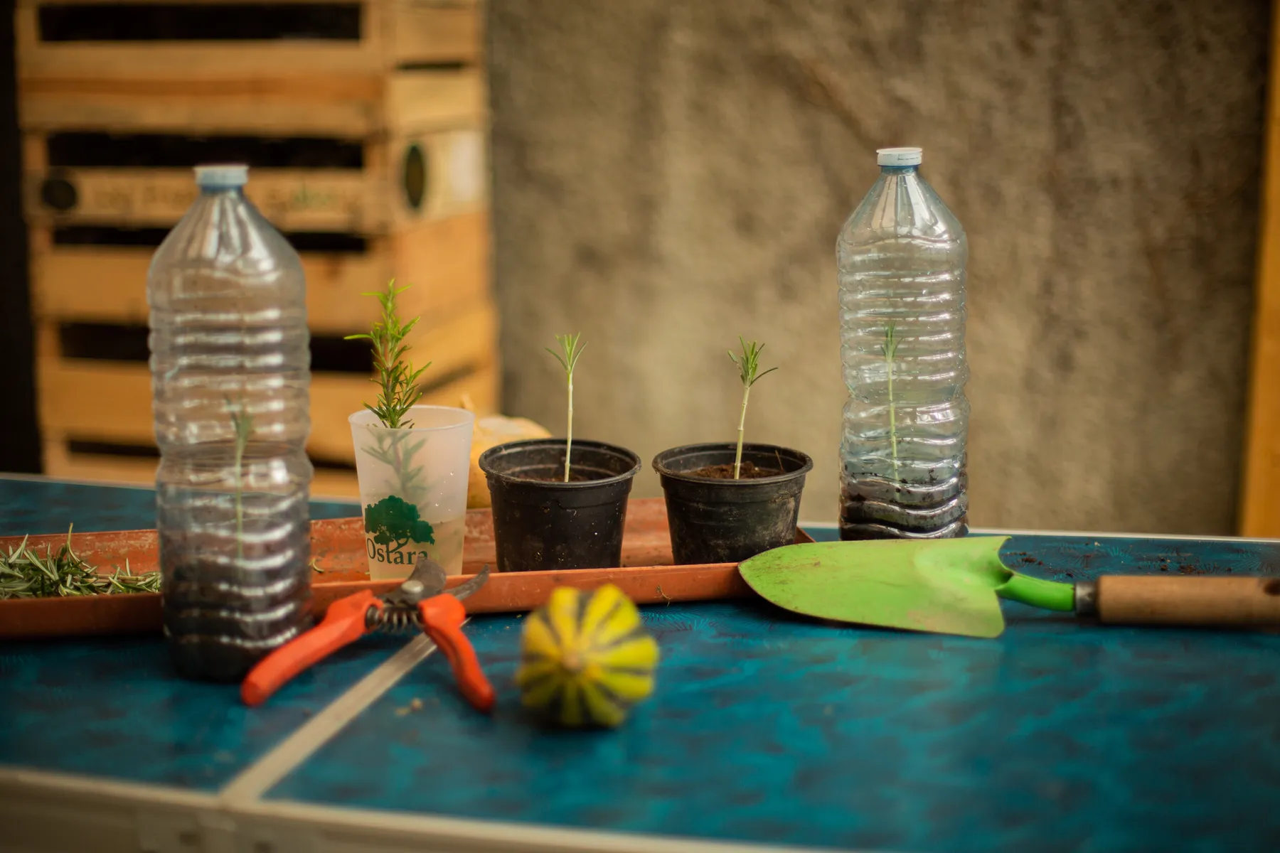 Apprenez à cultiver votre potager sans arrosage avec Philippe - Image n°4 - Wecandoo