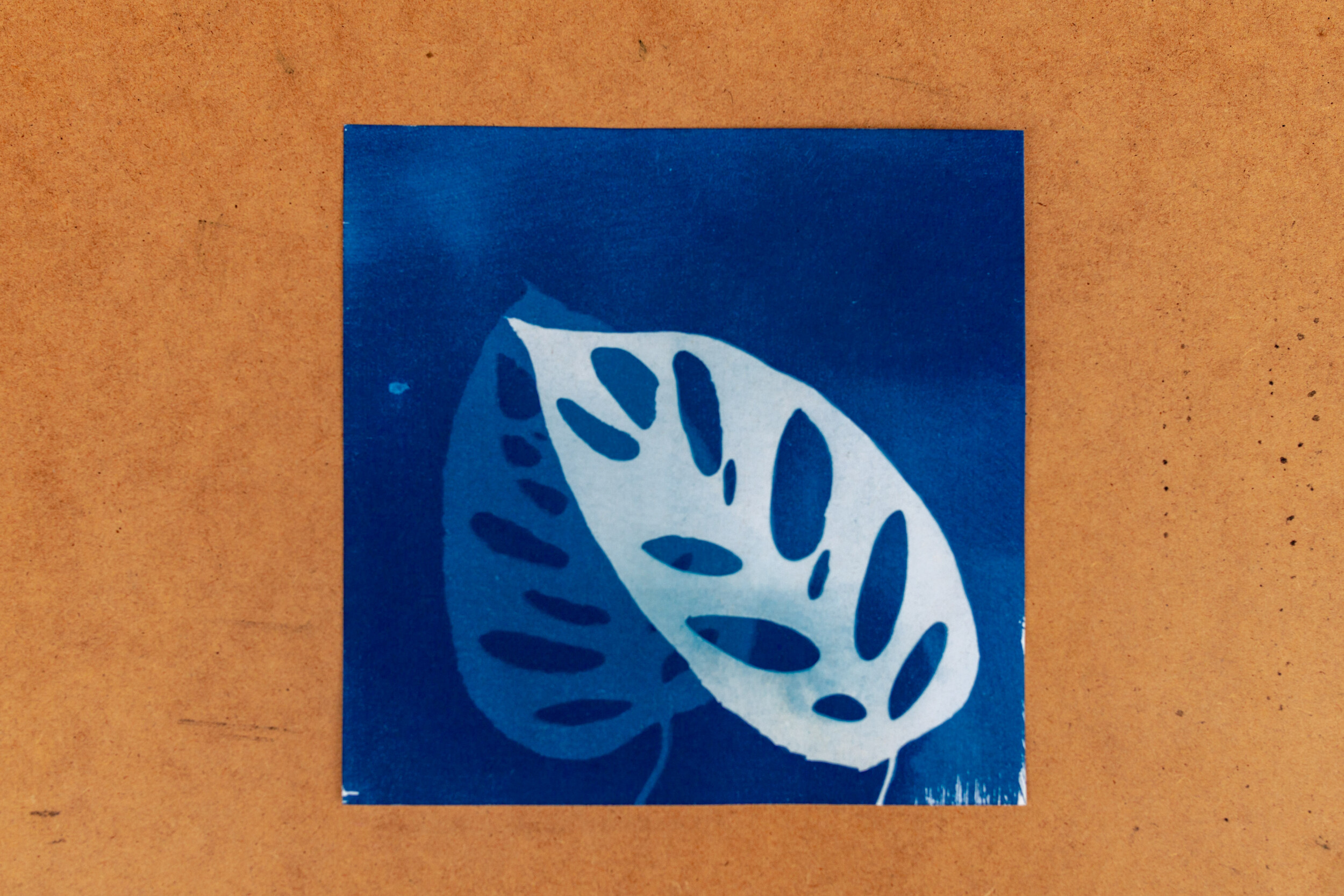 Wecandoo - Initiez-vous au cyanotype avec Sarah - Image n°5