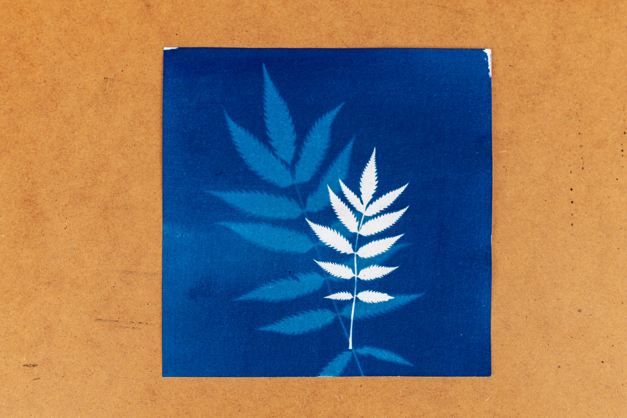 Wecandoo - Initiez-vous au cyanotype avec Sarah - Image n°6