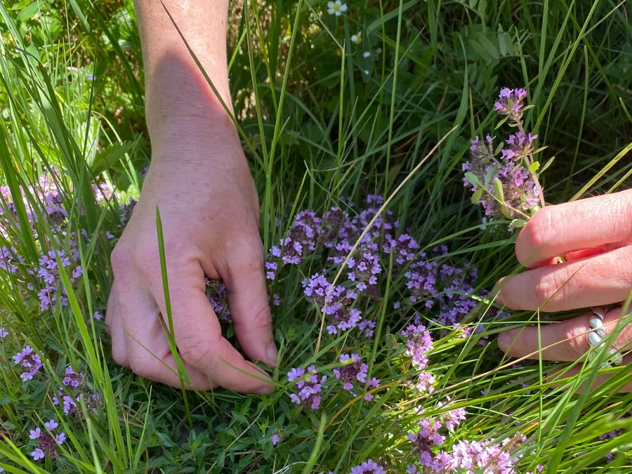 Initiez-vous à la cueillette sauvage et transformez votre récolte avec Maritza - Image n°1 - Wecandoo