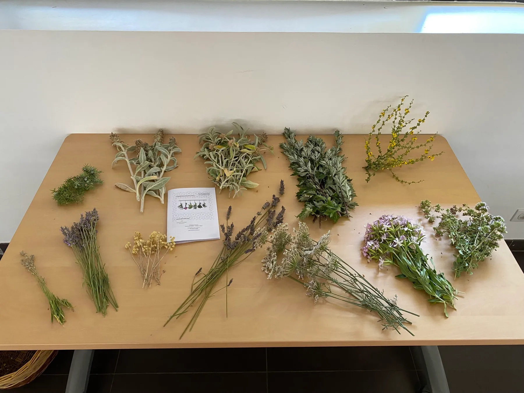 Initiez-vous à la cueillette sauvage et transformez votre récolte avec Maritza - Image n°4 - Wecandoo