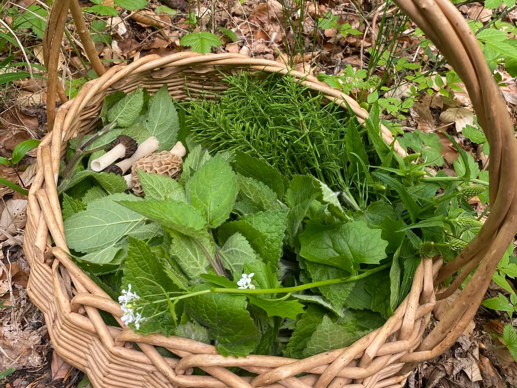 Initiez-vous à la cueillette sauvage et transformez votre récolte avec Maritza - Image n°5 - Wecandoo