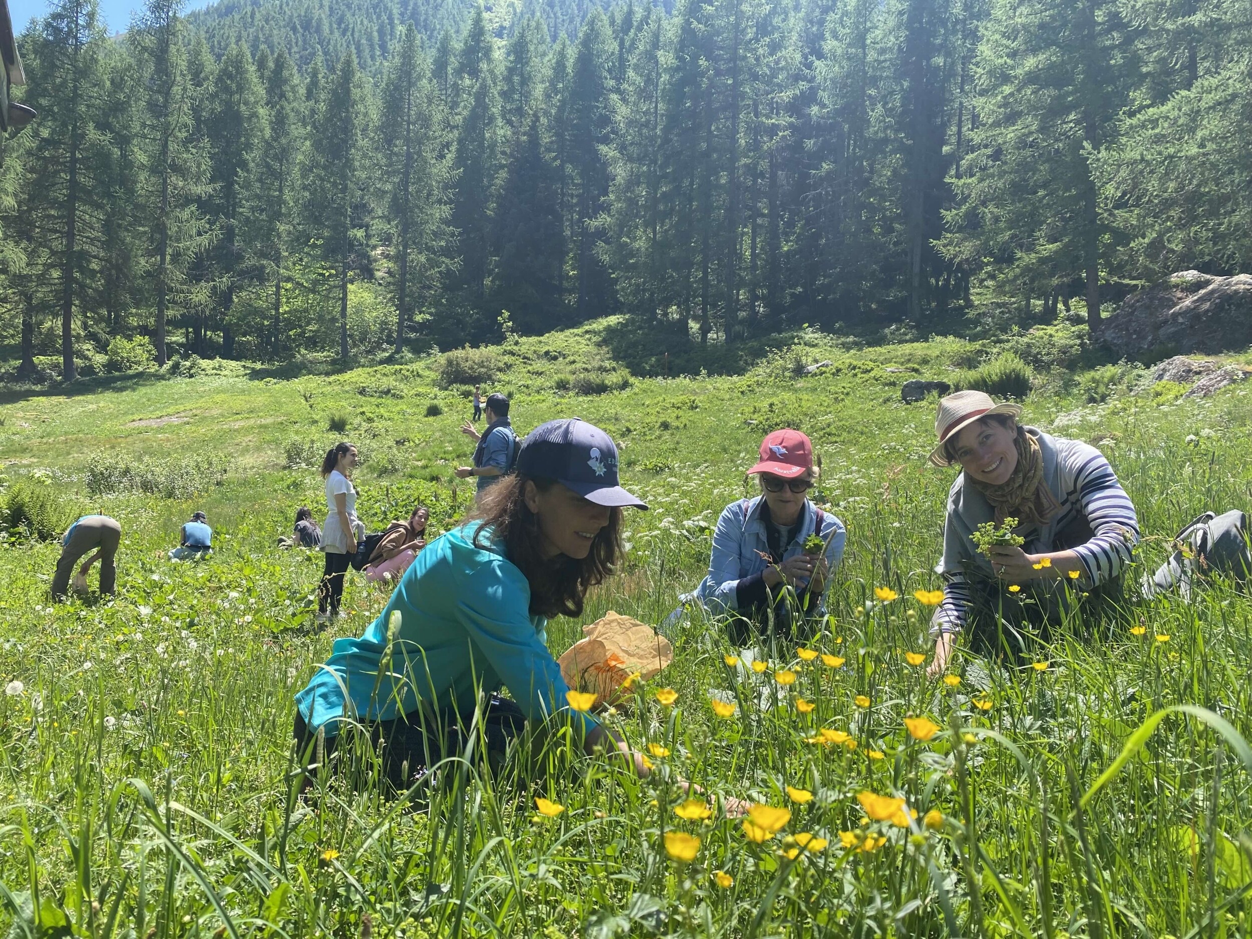 Initiez-vous à la cueillette sauvage