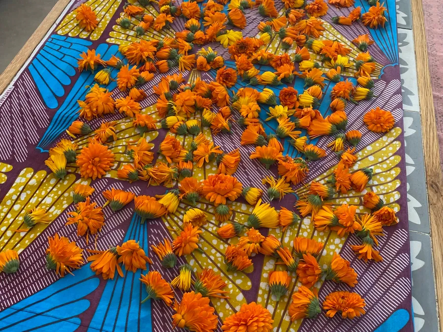 Fabriquez votre baume aux plantes médicinales et votre macérât avec Maritza - Image n°1 - Wecandoo