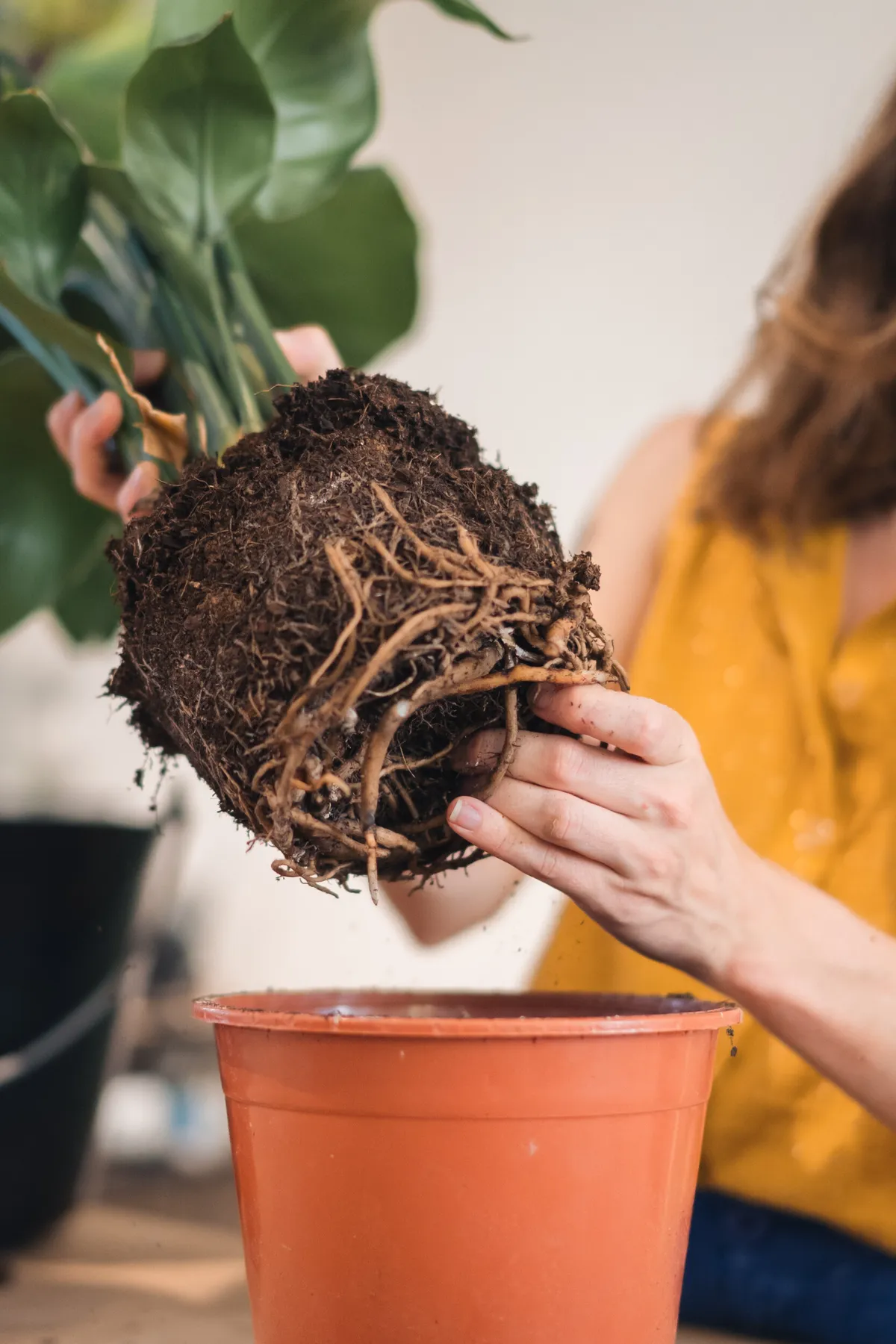 Apprenez à prendre soin des plantes
