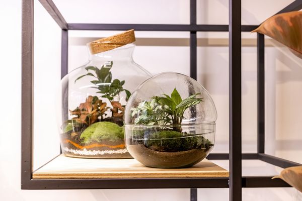 Wecandoo - Réalisez vos terrariums en groupe