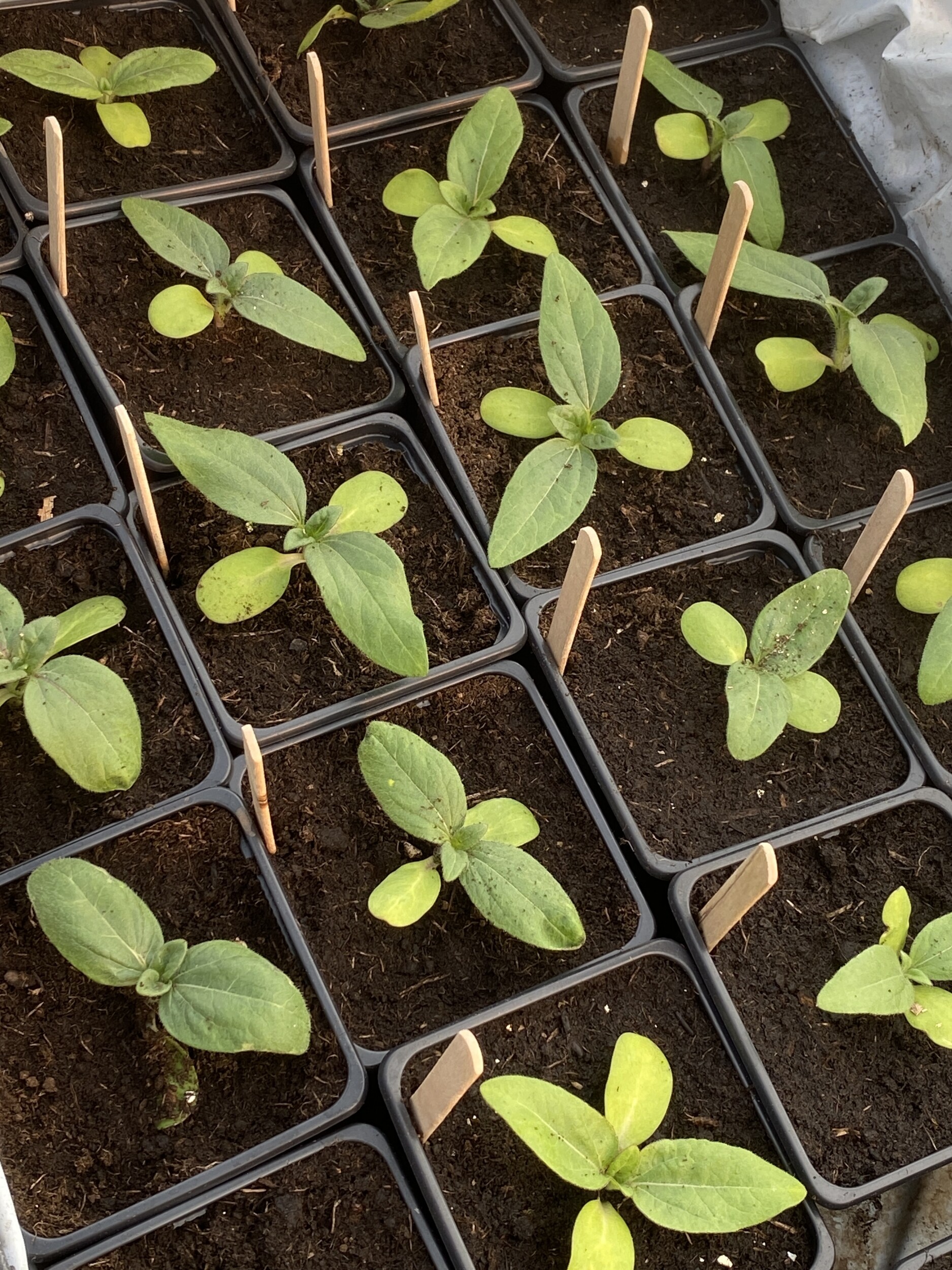 Wecandoo - Réalisez vos semis et boutures de plantes aromatiques avec Joséphine et Juliette - Afbeelding nr. 3