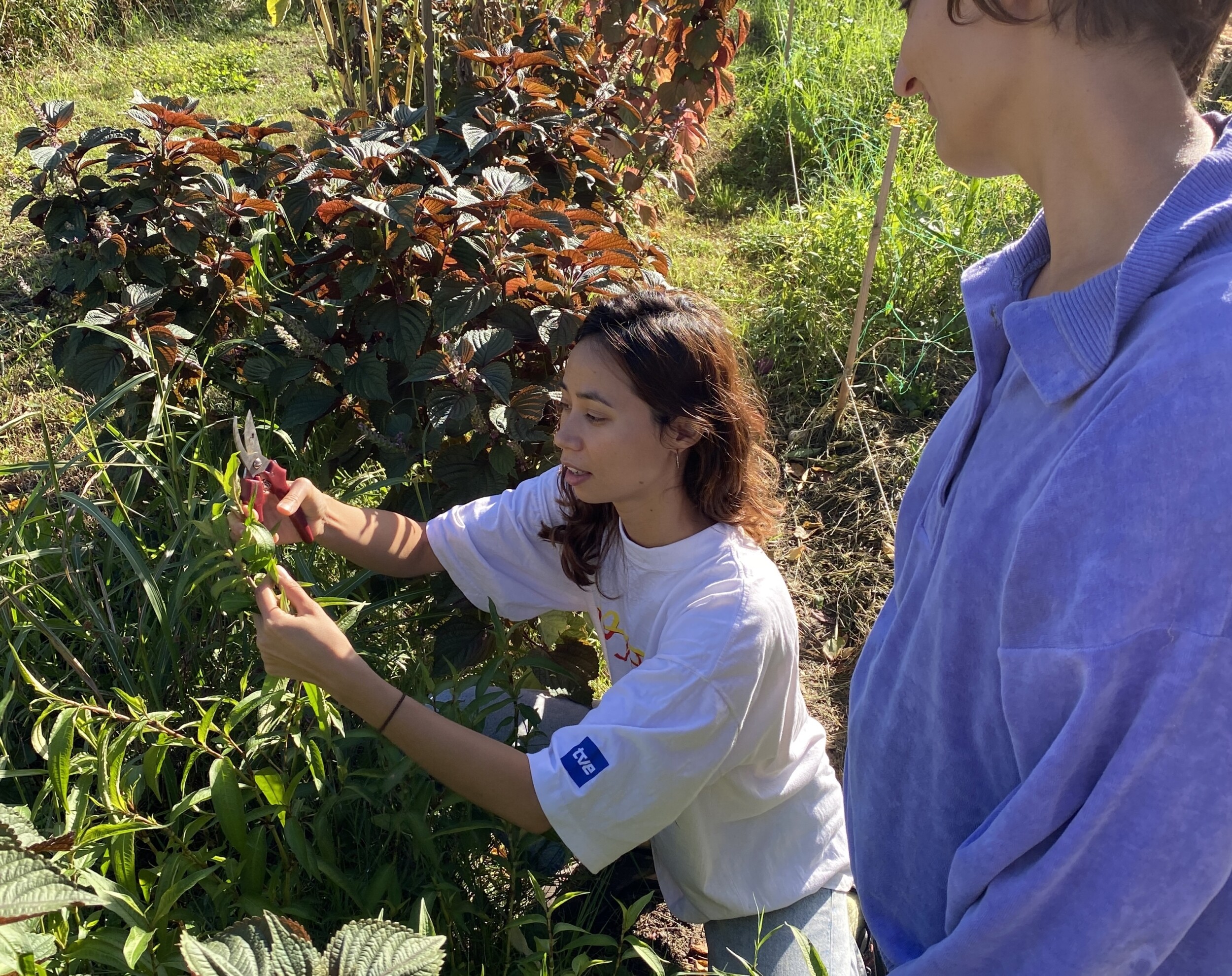 Wecandoo - Réalisez vos semis et boutures de plantes aromatiques avec Joséphine et Juliette - Afbeelding nr. 4