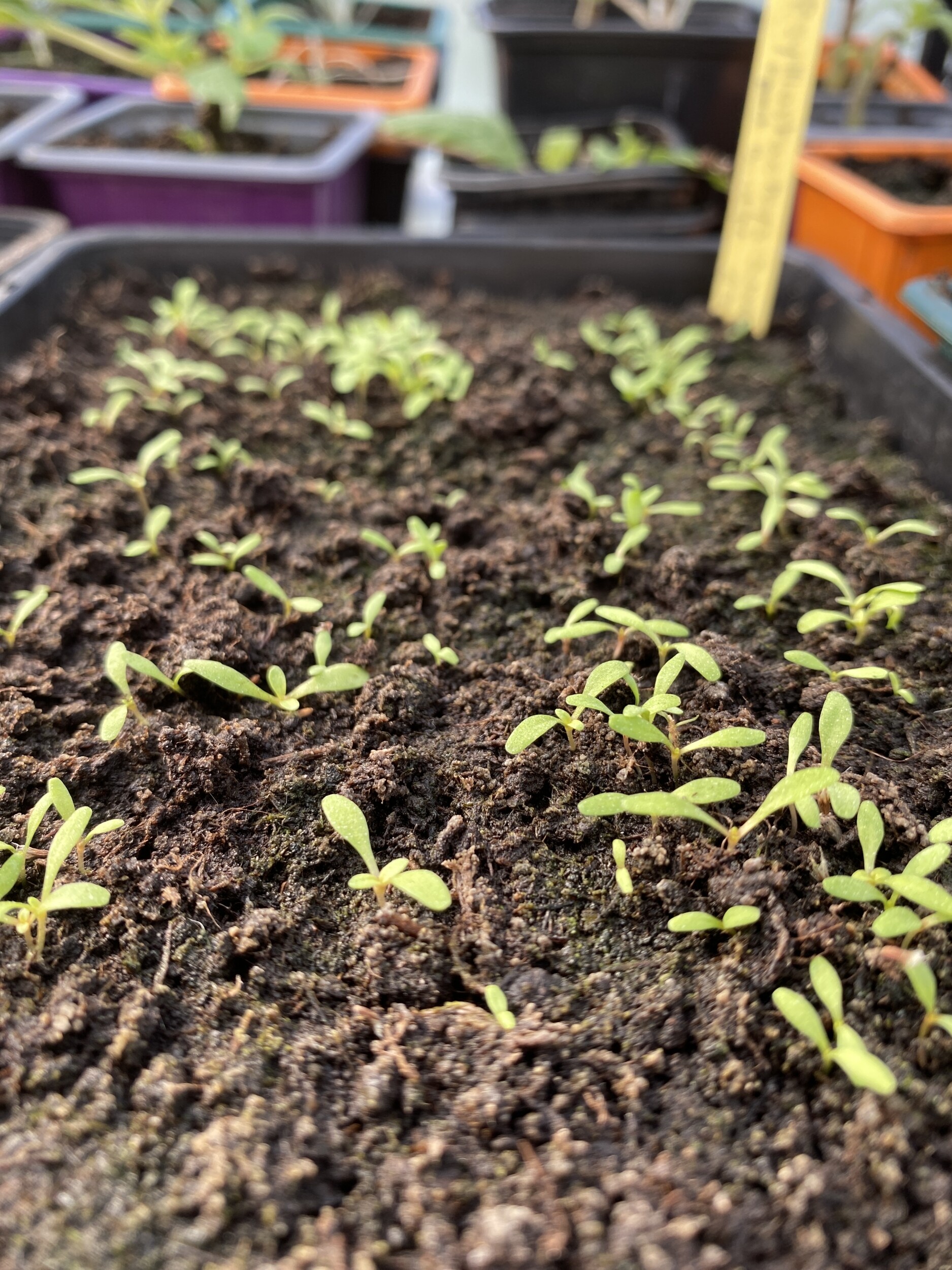 Wecandoo - Réalisez vos semis et boutures de plantes aromatiques avec Joséphine et Juliette - Afbeelding nr. 6