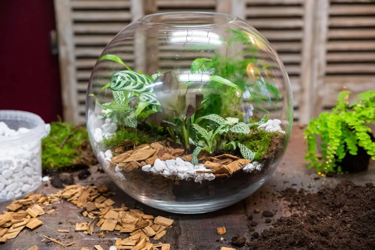 Réalisez vos terrariums en groupe