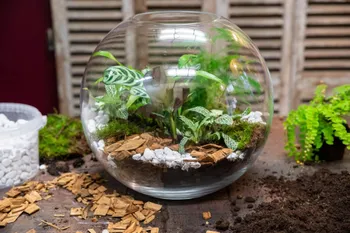 Wecandoo - Réalisez vos terrariums en groupe
