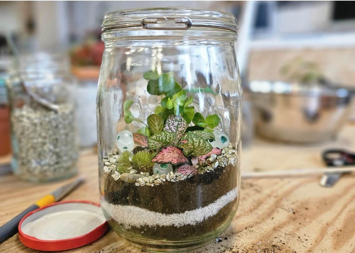 Composez votre terrarium en duo avec votre enfant