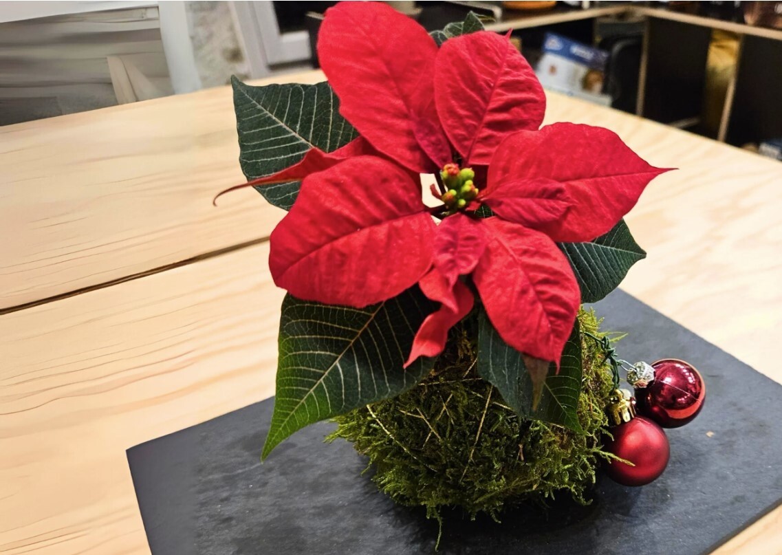 Composez votre kokedama avec votre enfant