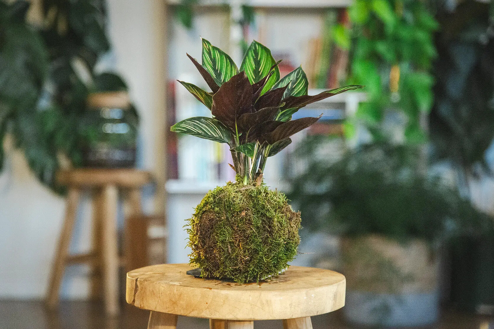 Wecandoo - Créez votre kokedama en duo avec votre enfant accompagnés par Roxane - Image n°5