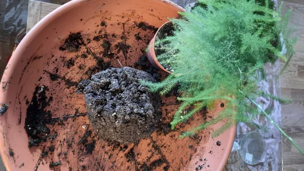 Créez votre kokedama en duo avec votre enfant accompagnés par Roxane - Image n°2 - Wecandoo