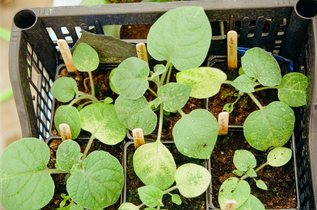 Réalisez vos semis de plantes aromatiques