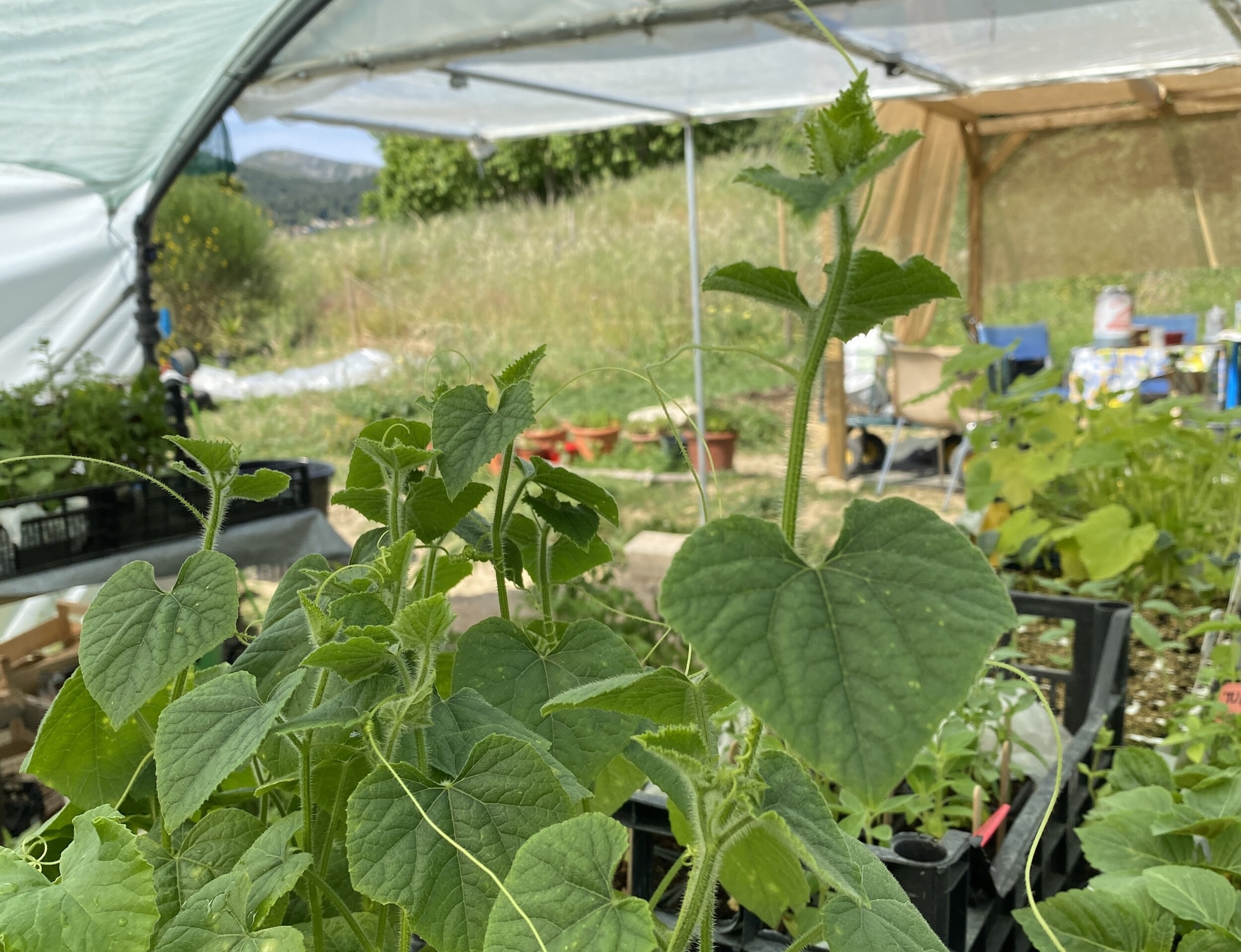 Wecandoo - Réalisez vos semis et boutures de plantes aromatiques atypiques avec Joséphine et Juliette - Image n°7