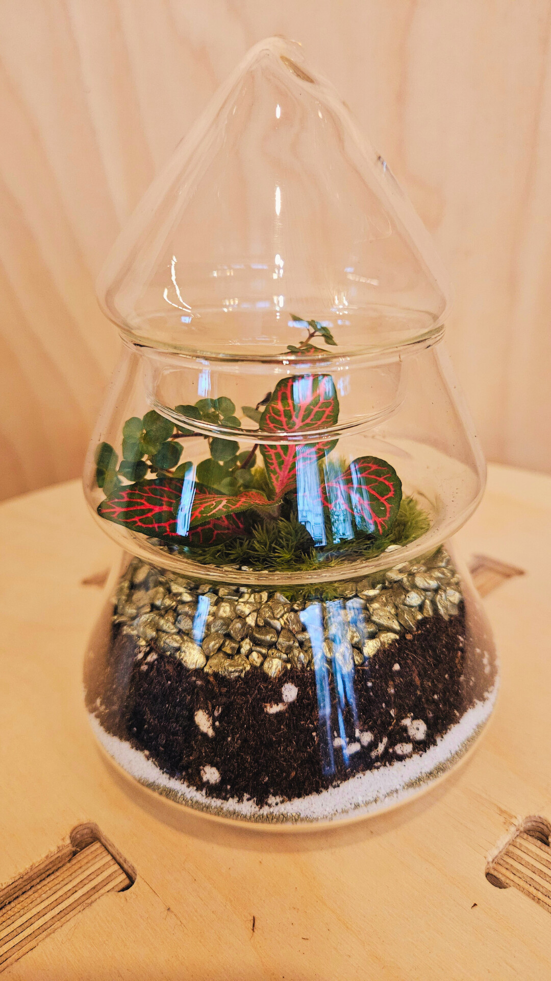 Wecandoo - Composez votre terrarium unique en duo avec votre enfant - Image n°12