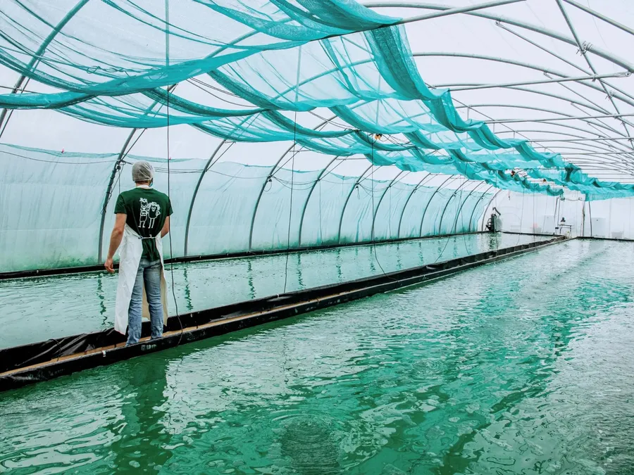 Rassemblez votre équipe et découvrez l’univers fascinant de la spiruline avec Maélys et Adèl - Image n°1 - Wecandoo