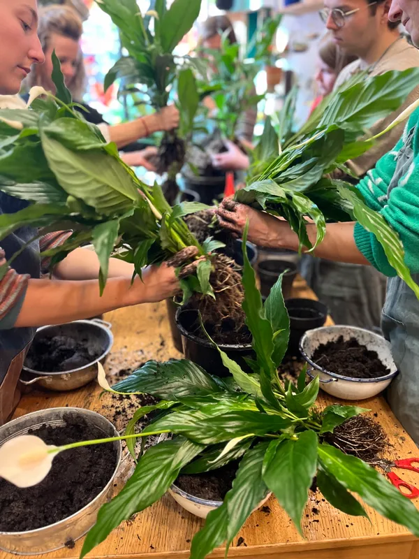 Rassembler votre équipe et créez vos kokedamas - Image n°5 - Wecandoo