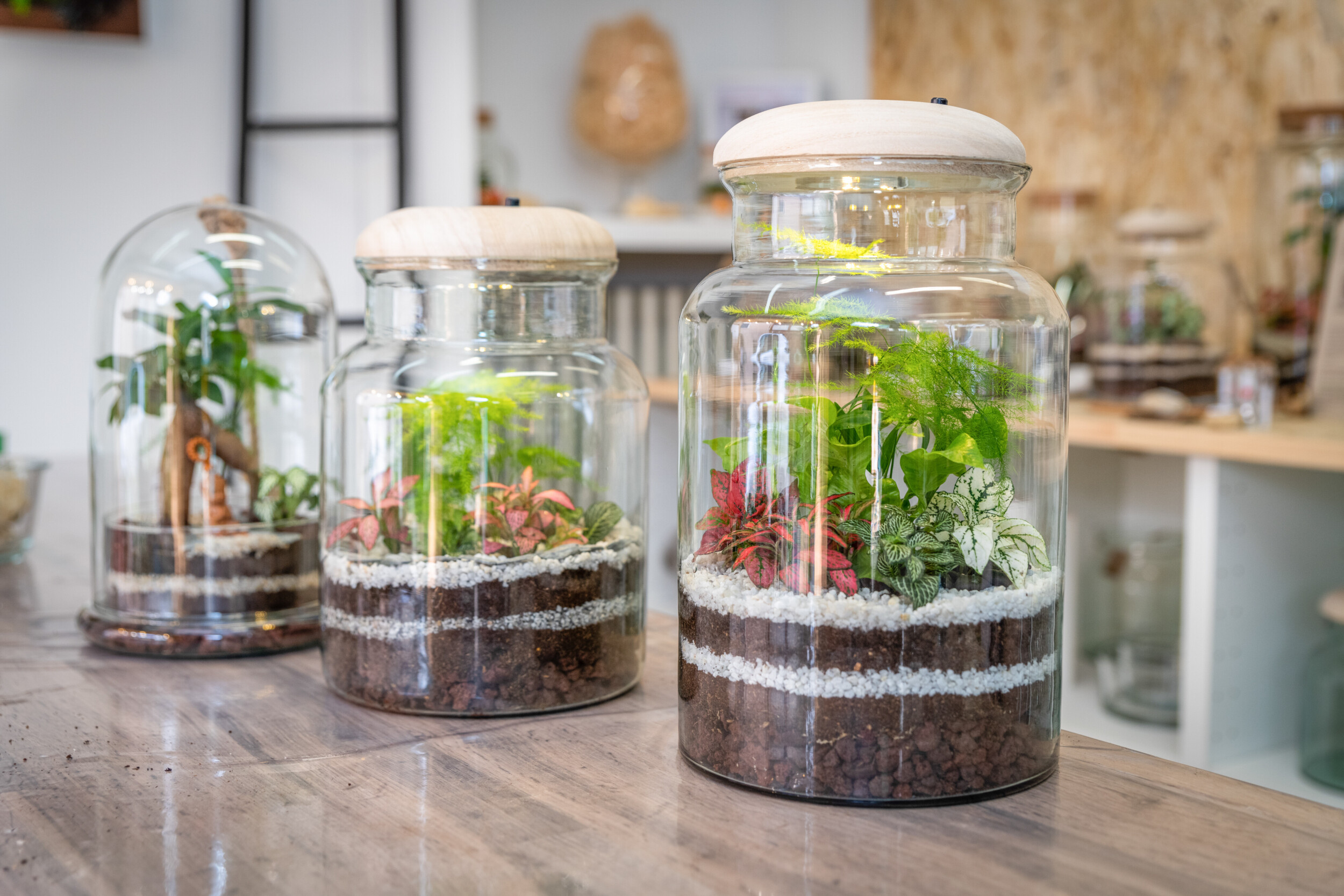 Réalisez vos terrariums