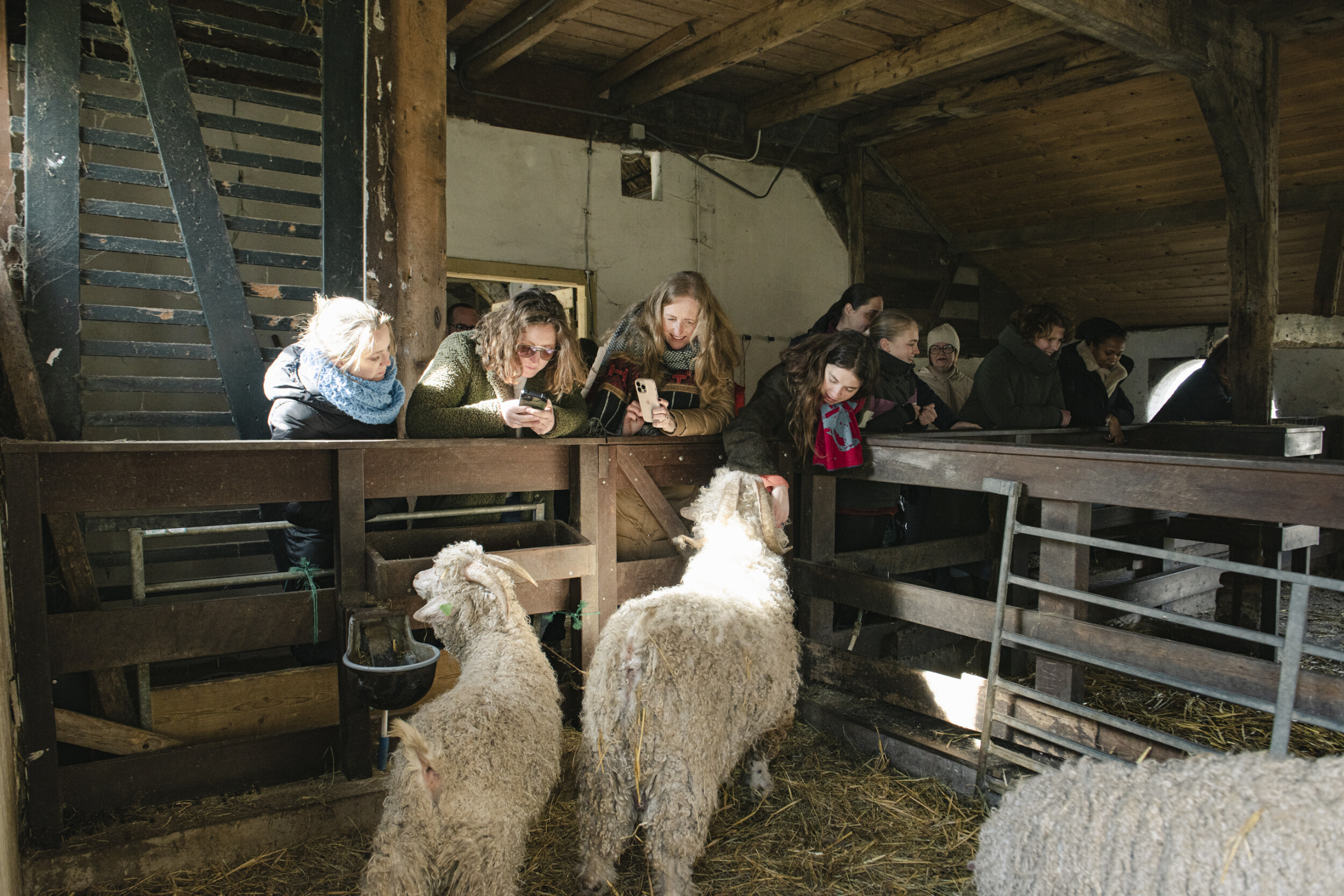 Wecandoo - Discover Dutch wool production and knit your own hat at The Knitwit Stable - Image n°2