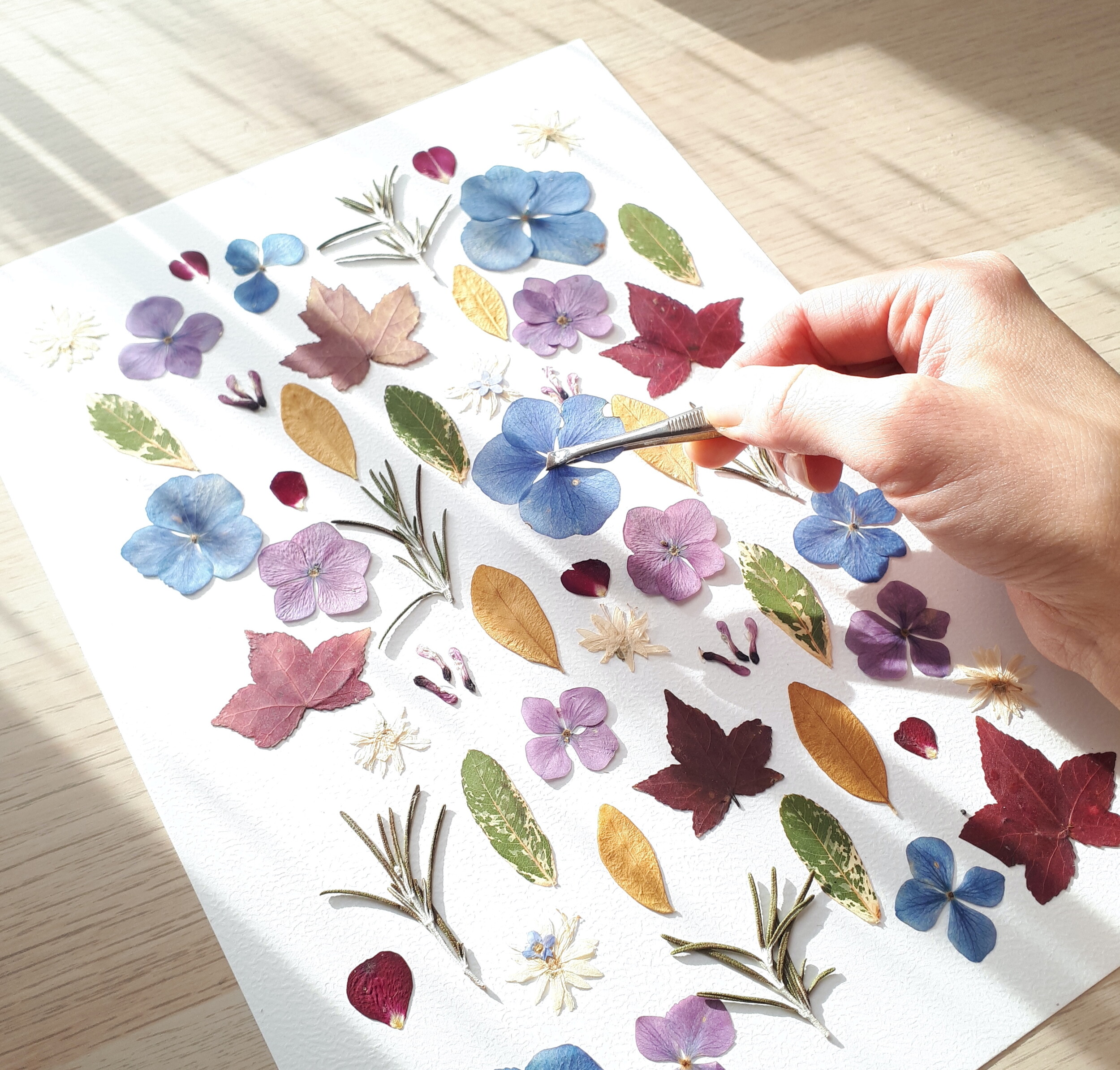 Réalisez votre herbier encadré