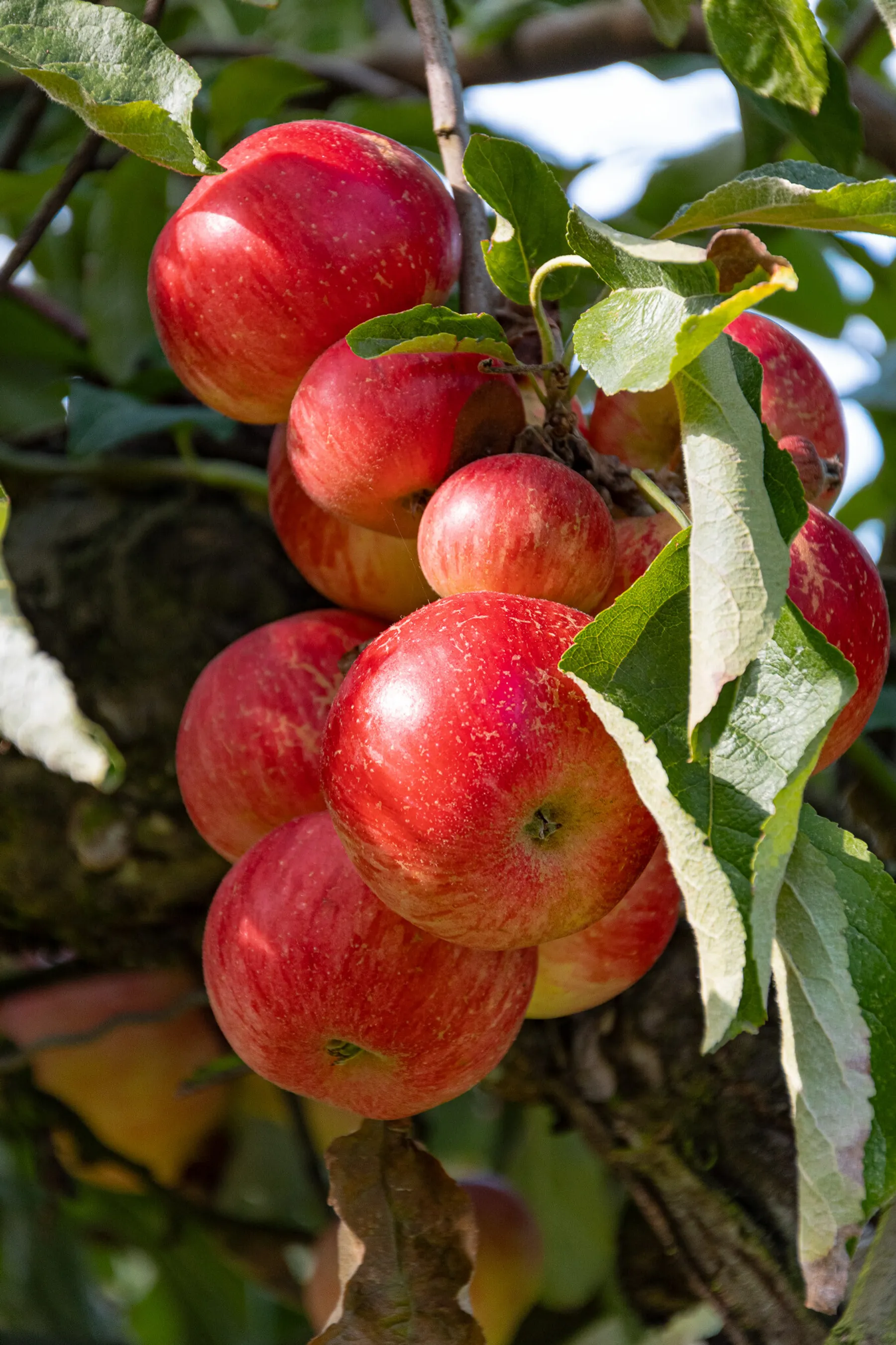 Étonnez votre équipe en réalisant et dégustant ensemble des produits fermiers avec Antoine et son équipe - Afbeelding nr. 5 - Wecandoo