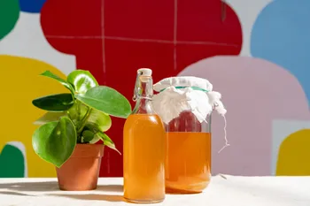 Réalisez votre propre kombucha en groupe