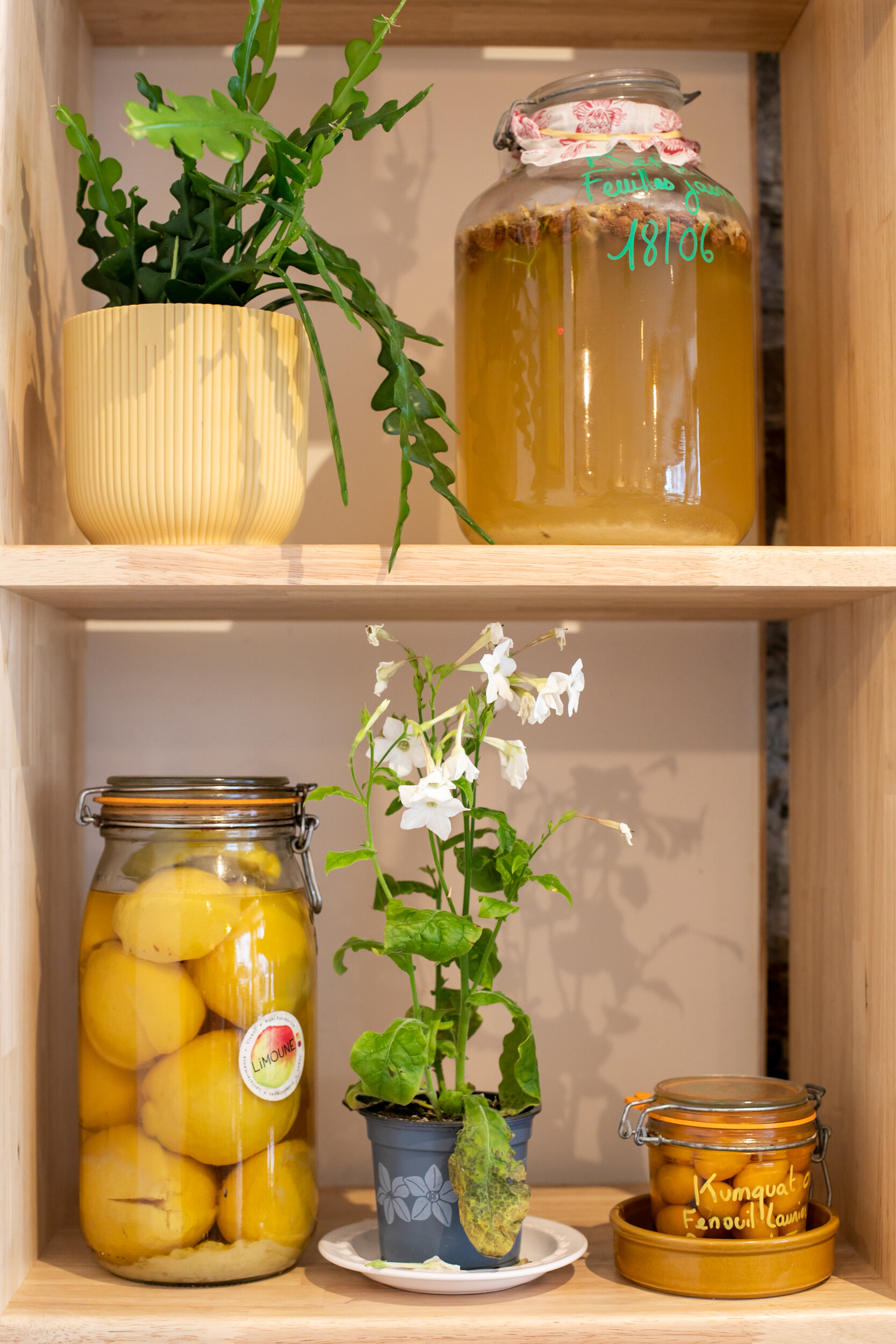 Wecandoo - Inspirez votre équipe et confectionnez ensemble des légumes fermentés avec Esther et Ghita - Afbeelding nr. 5