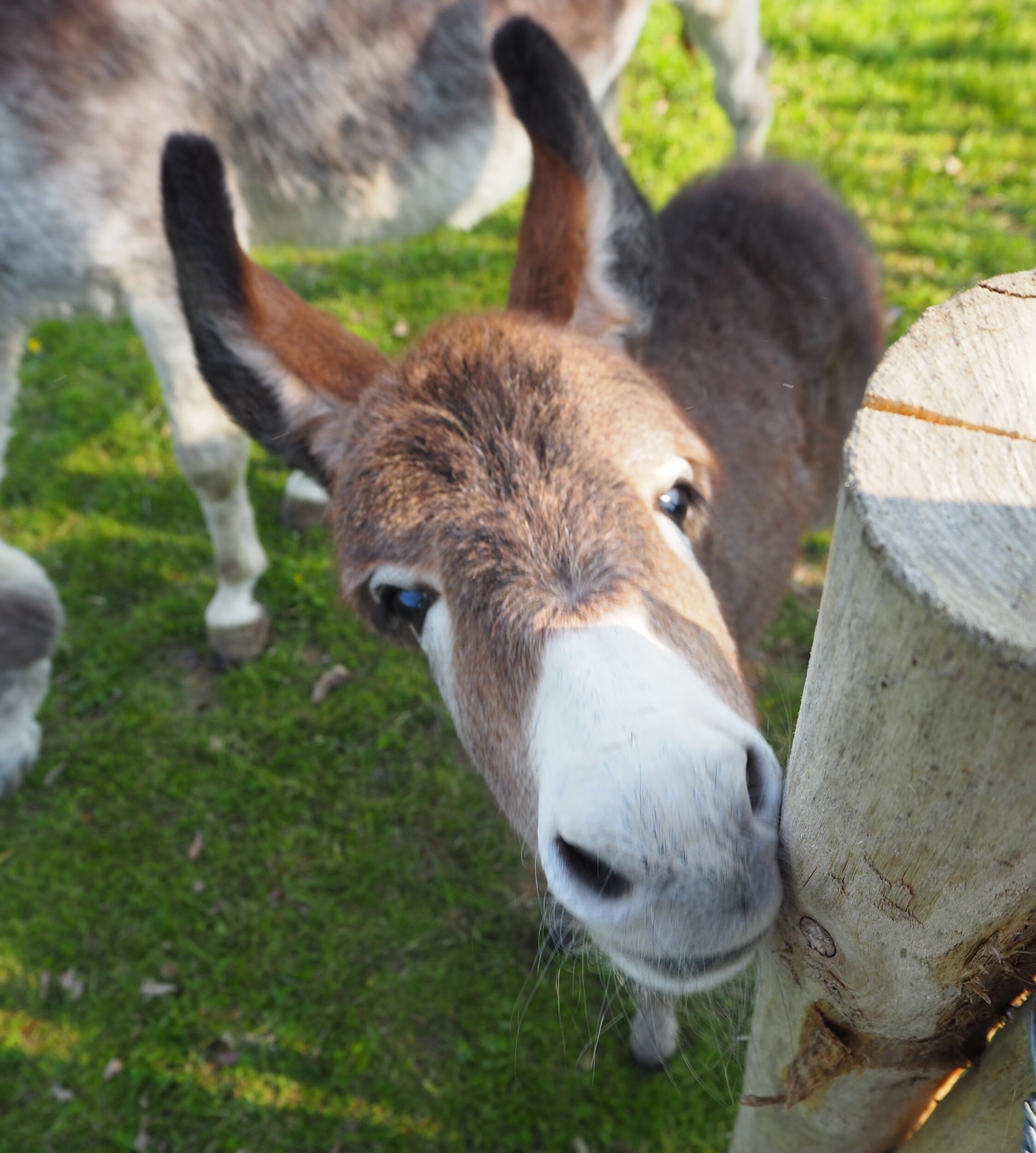 Réalisez vos savons au lait d'ânesse en groupe