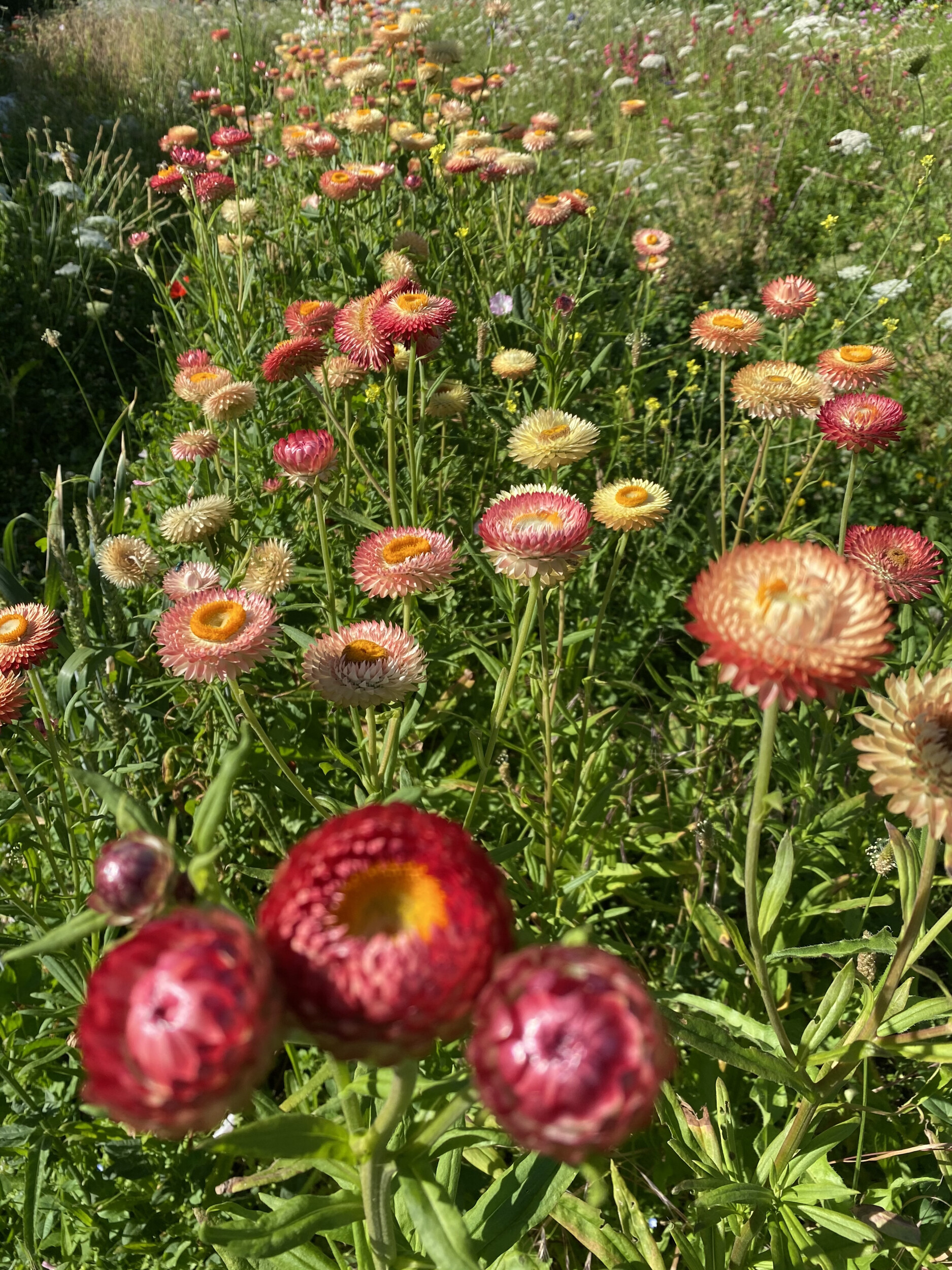 Wecandoo - Composez votre bouquet de fleurs séchées 100% naturelles avec Sophie et l'équipe de la ferme florale - Image n°1