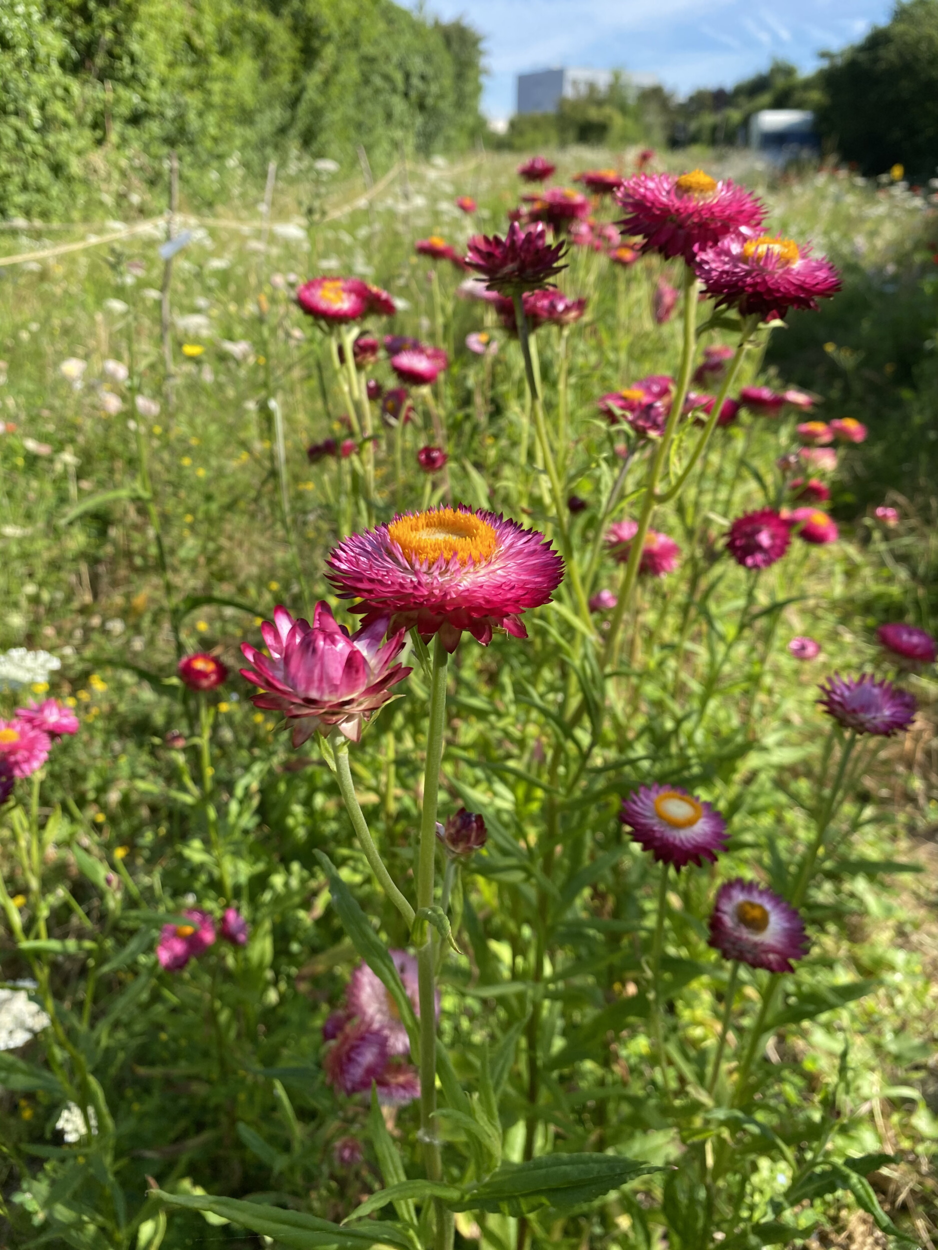 Wecandoo - Composez votre bouquet de fleurs séchées 100% naturelles avec Sophie et l'équipe de la ferme florale - Image n°6