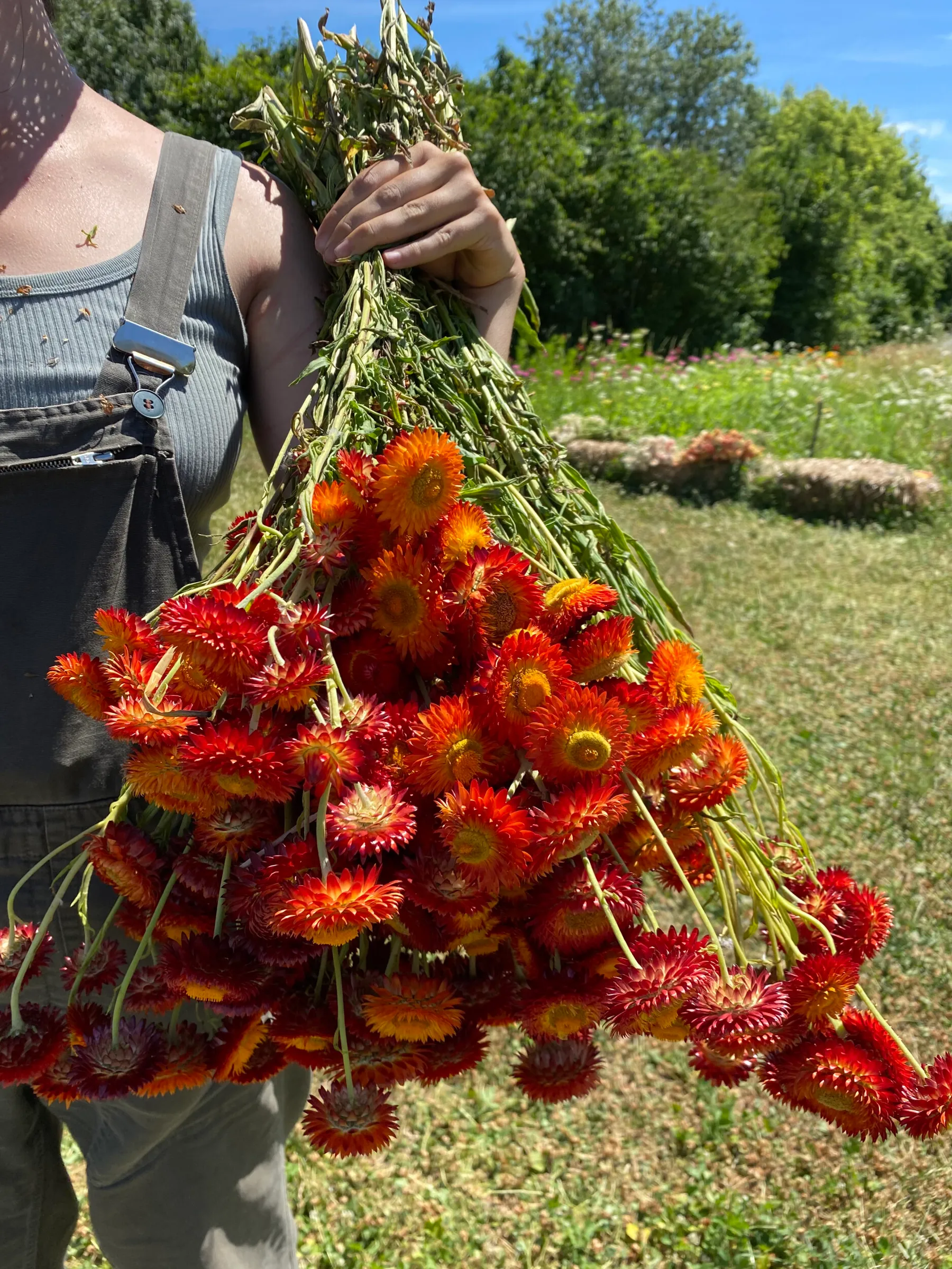 Composez votre bouquet de fleurs séchées 100% naturelles avec Sophie et l'équipe de la ferme florale - Image n°3 - Wecandoo