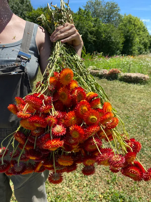 Composez votre bouquet de fleurs séchées 100% naturelles avec Sophie et l'équipe de la ferme florale - Image n°3 - Wecandoo