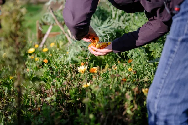 Créez votre tisane à partir du champ avec Dorianne - Afbeelding nr. 3 - Wecandoo