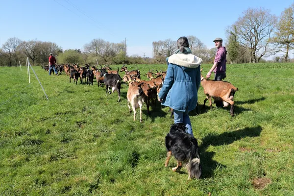 Dégustez de délicieux accords fromages et vins avec Catherine et Benoît - Afbeelding nr. 3 - Wecandoo