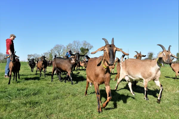 Réunissez votre équipe et réalisez vos fromages frais aromatisés aux épices avec Catherine et Benoît - Afbeelding nr. 2 - Wecandoo