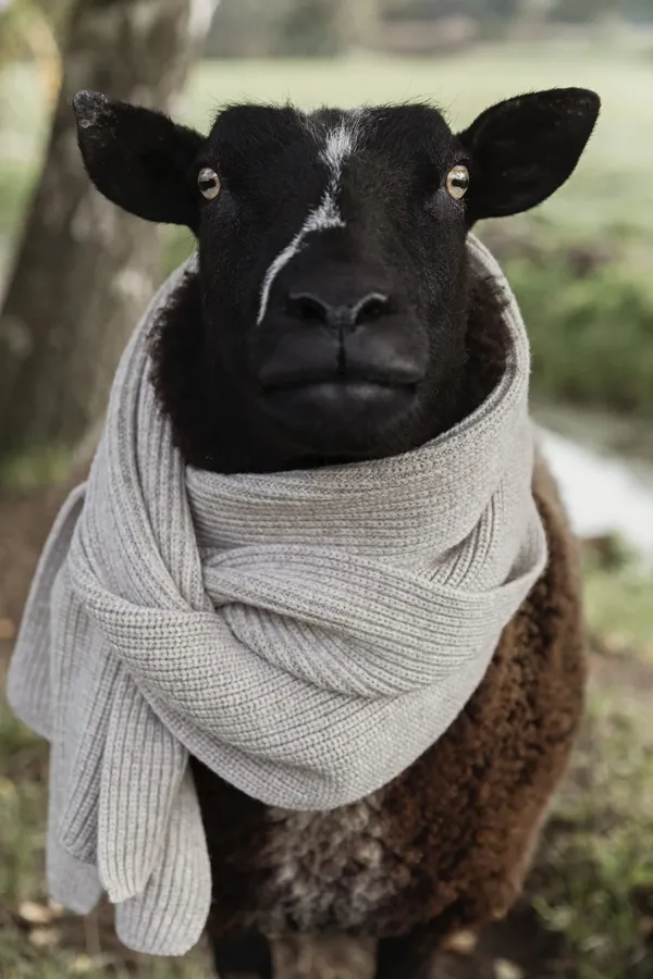 Wecandoo - Discover wool production and knit your own scarf