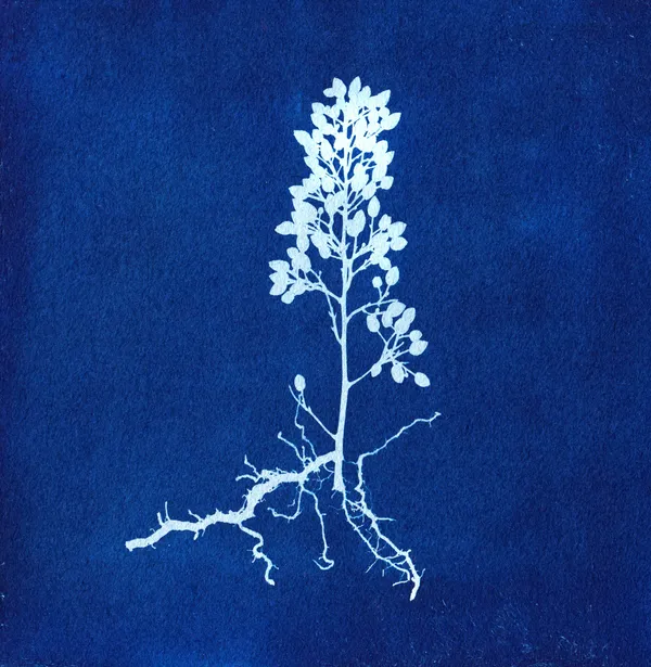 Initiez-vous à l'impression cyanotype - Image n°2 - Wecandoo