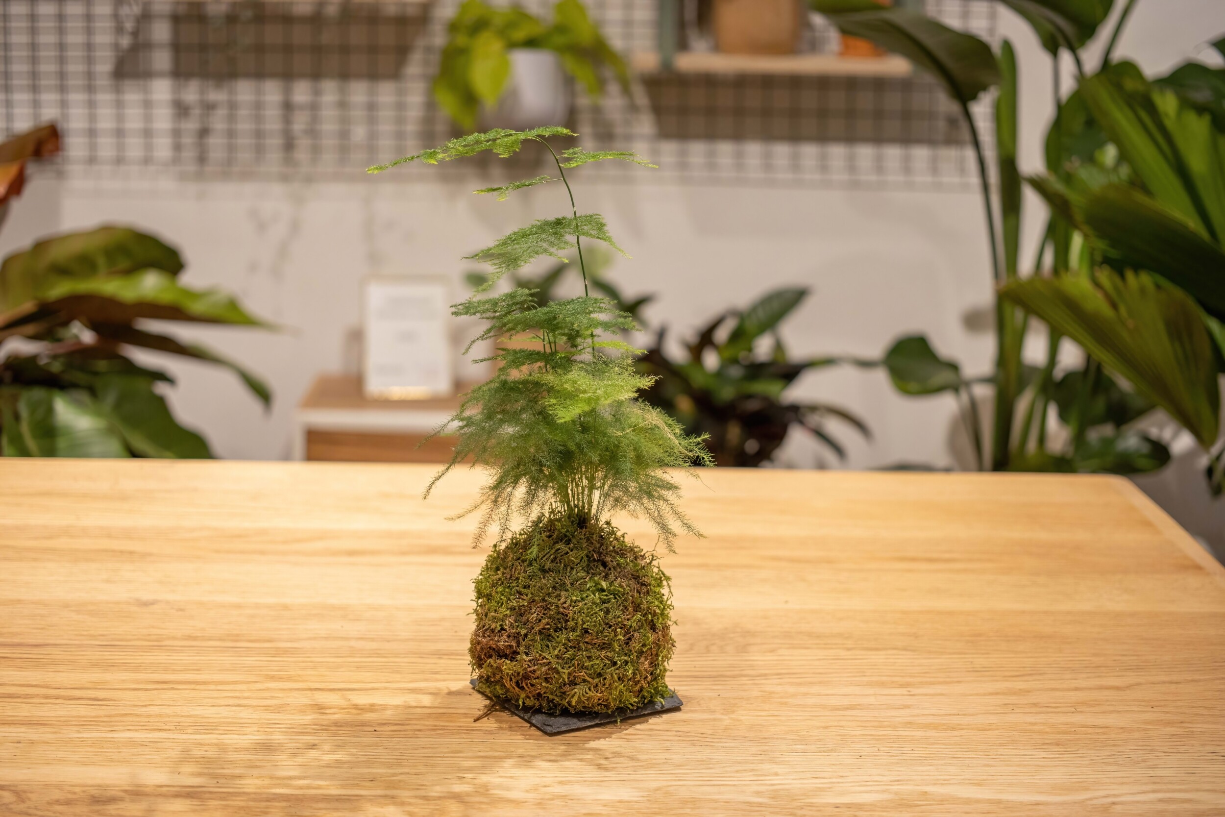 Wecandoo - Émerveillez votre équipe et composez chacun un kokedama avec Audrey - Image n°4